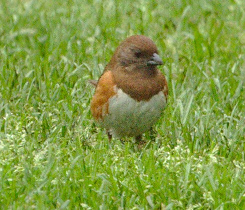 Eastern Towhee - ML99531281