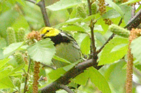 Black-throated Green Warbler - ML99531401