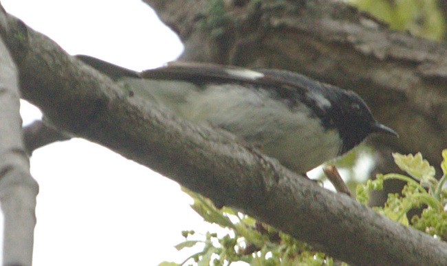 Black-throated Blue Warbler - ML99531491