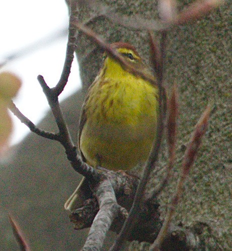 Paruline à couronne rousse - ML99531761