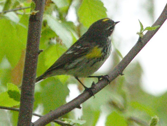 Yellow-rumped Warbler - sicloot