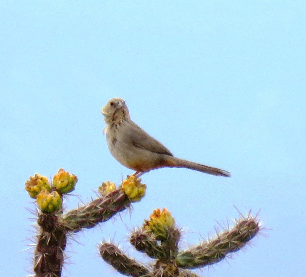 Canyon Towhee - ML99532671