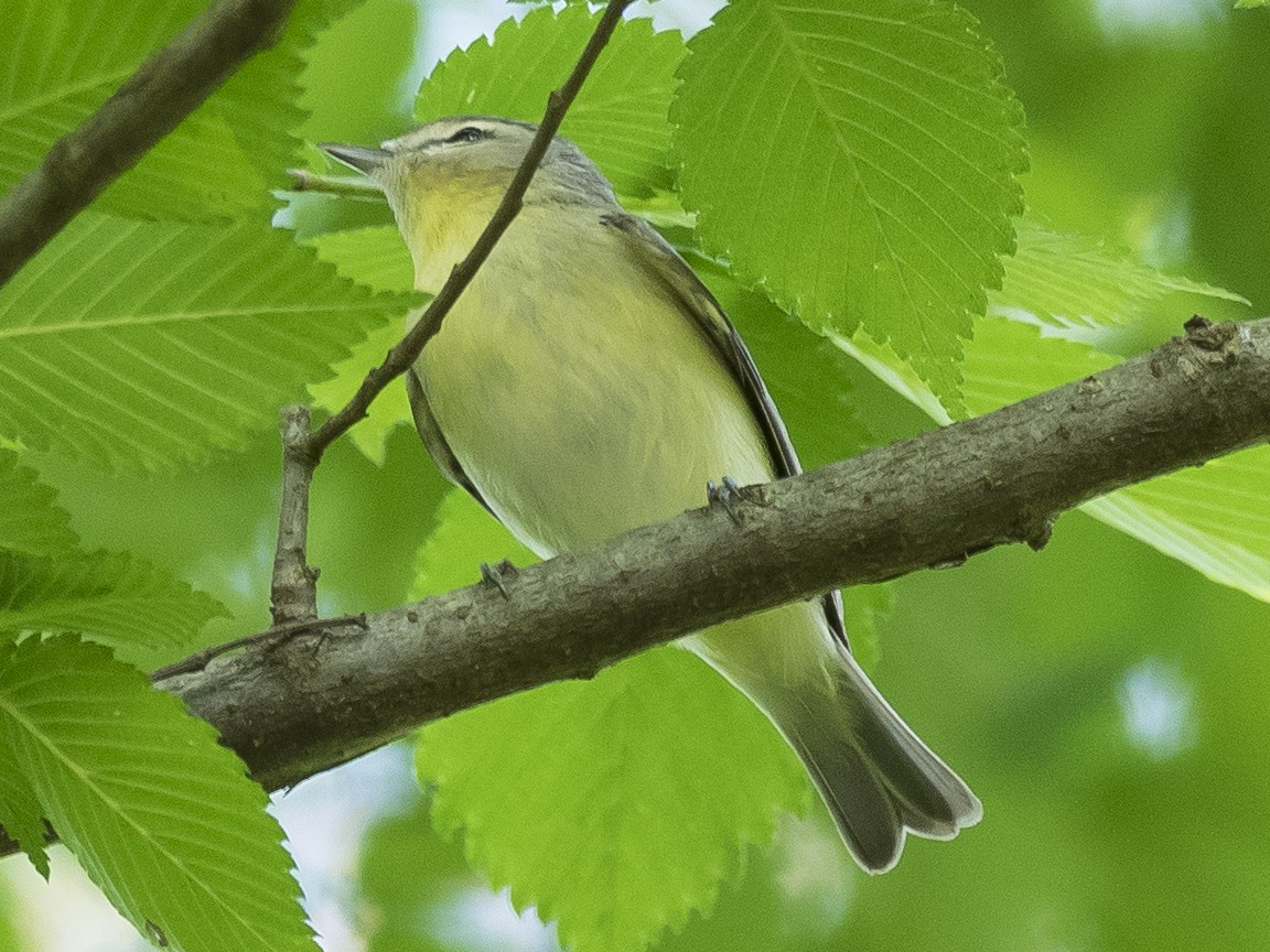 Philadelphia Vireo - Peter Assmann