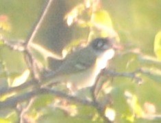 Black-capped Vireo - ML99534951