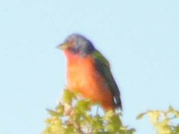 Painted Bunting - ML99534961