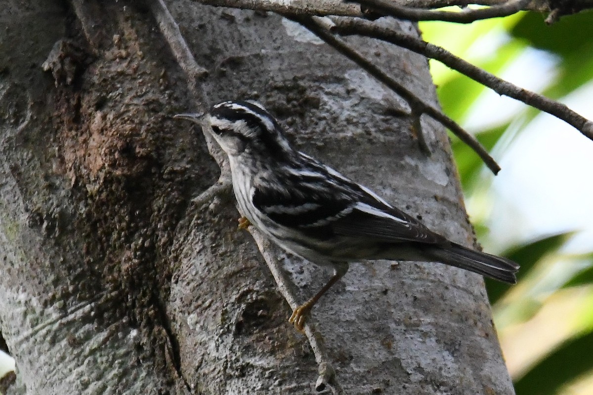 Black-and-white Warbler - ML99536101