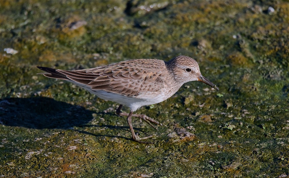 White-rumped Sandpiper - Harlan Stewart