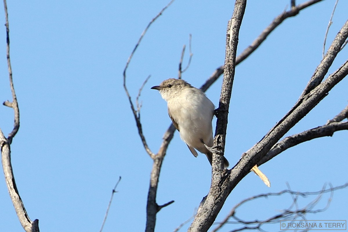 Gray Honeyeater - ML99540361