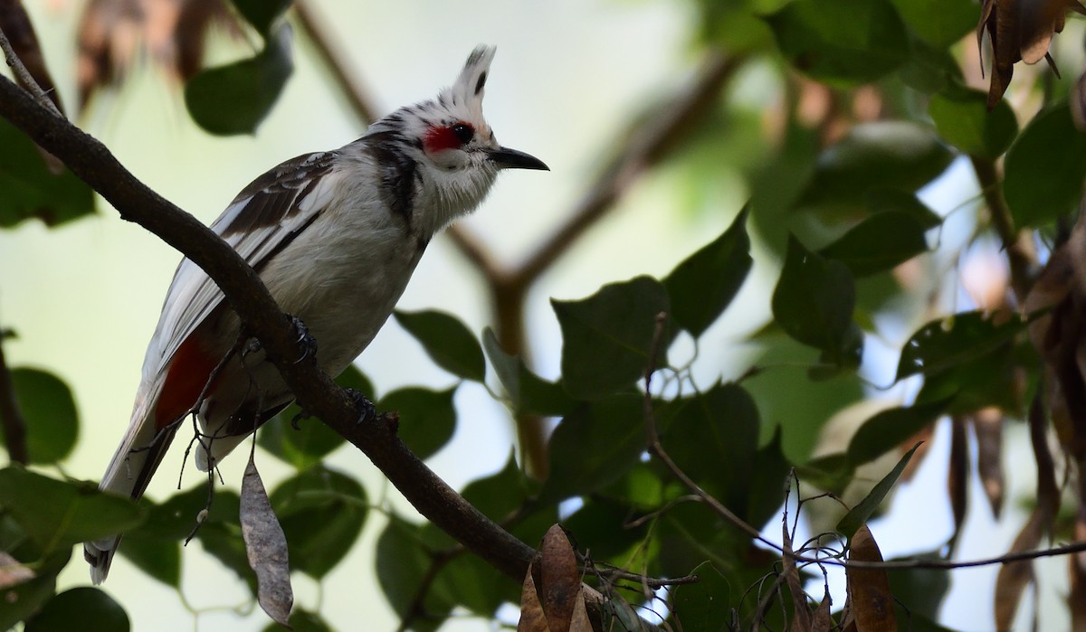 Red-whiskered Bulbul - ML99541121