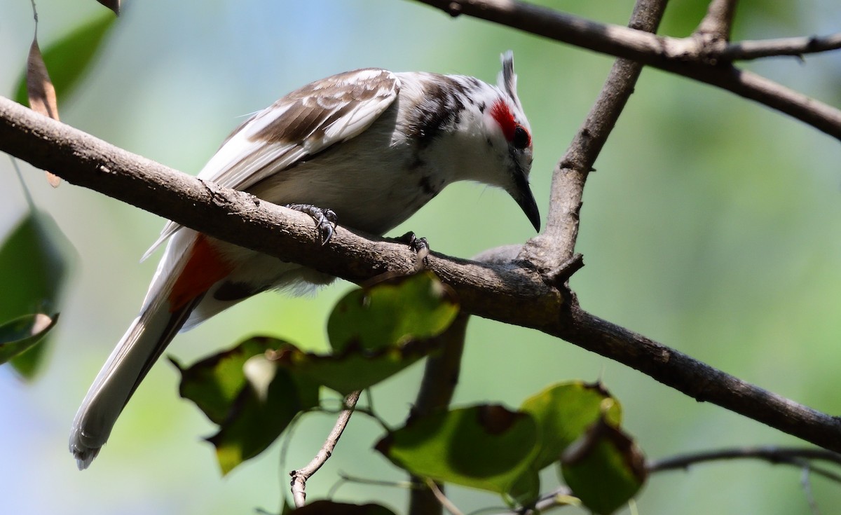 Red-whiskered Bulbul - ML99541161