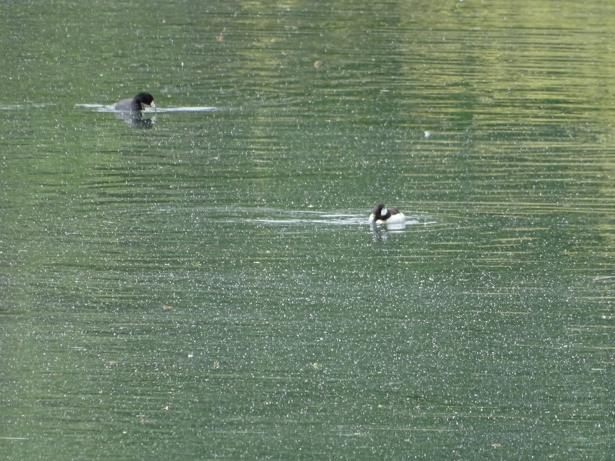 Bufflehead - ML99541251