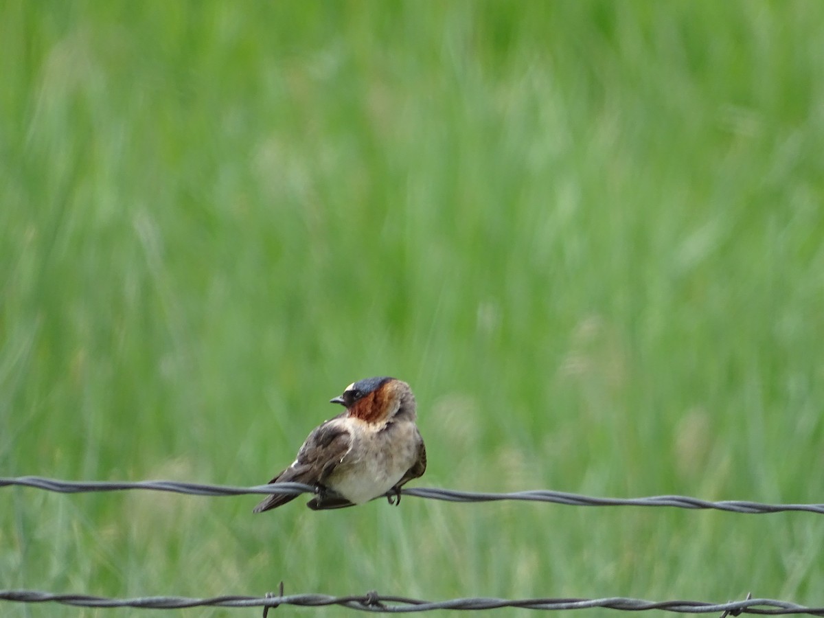 Cliff Swallow - ML99541761