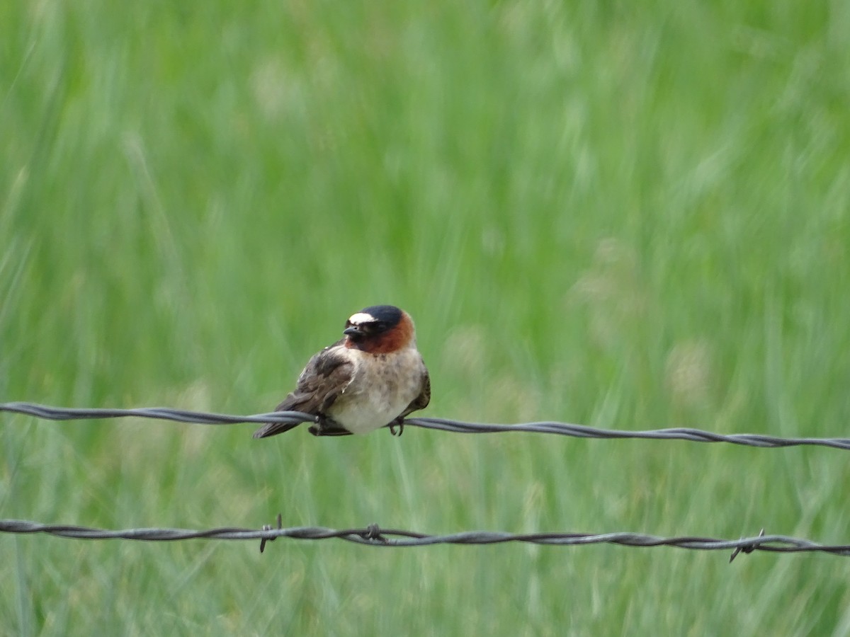 Cliff Swallow - ML99541801