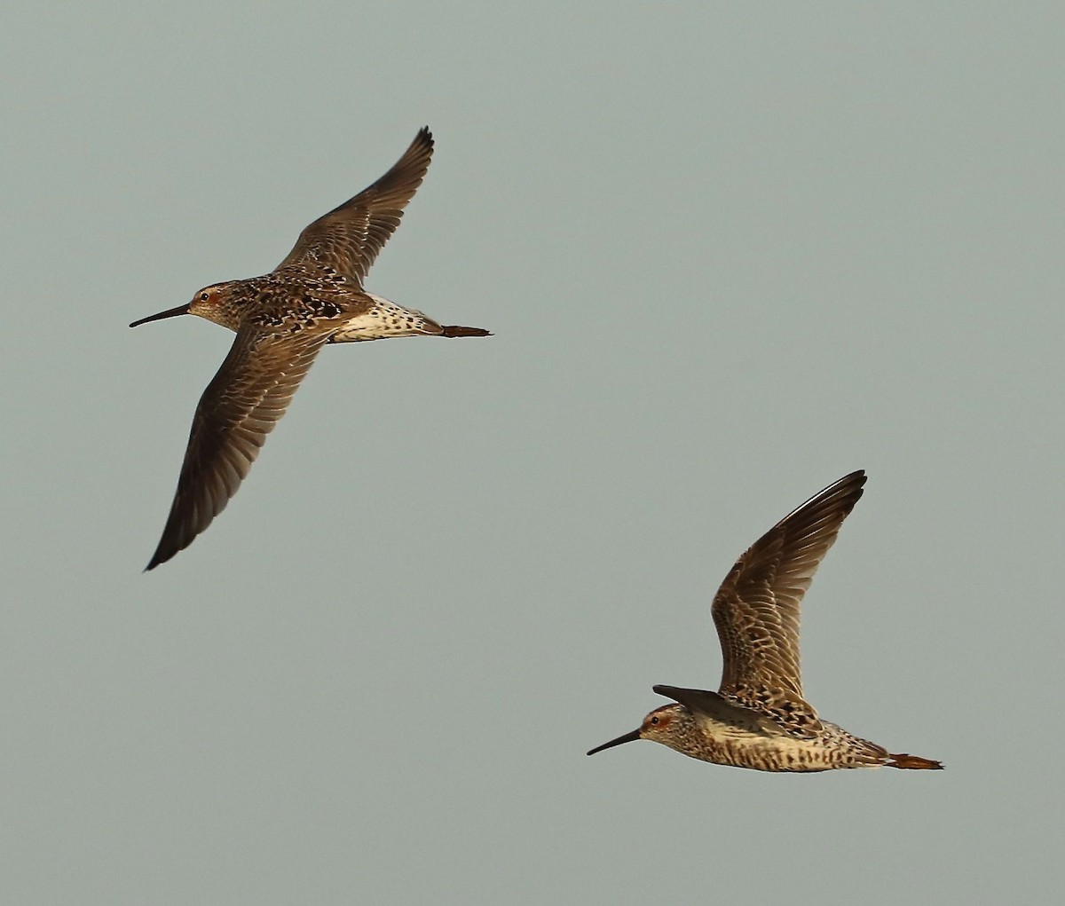 styltesnipe - ML99542811