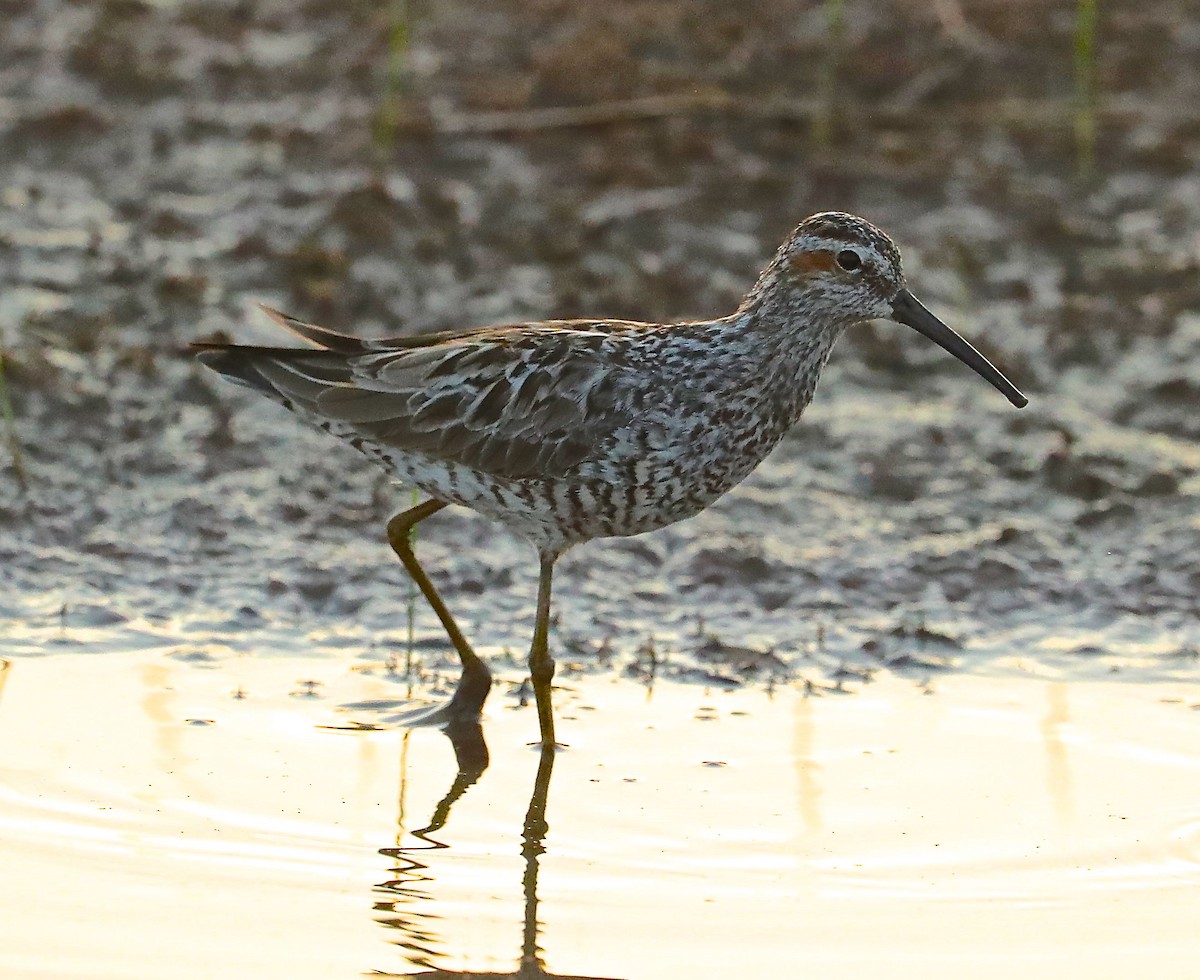 styltesnipe - ML99542821