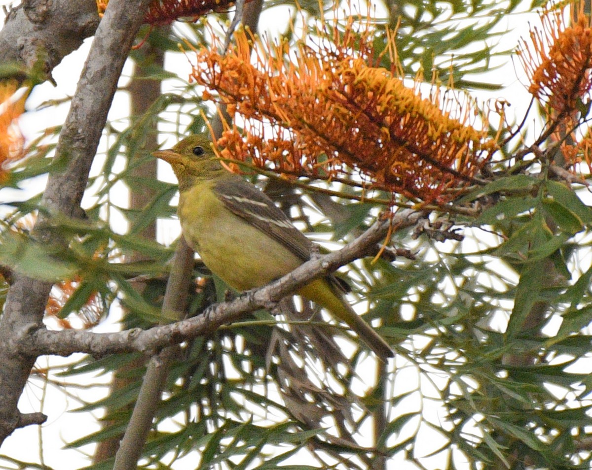Western Tanager - ML99542871
