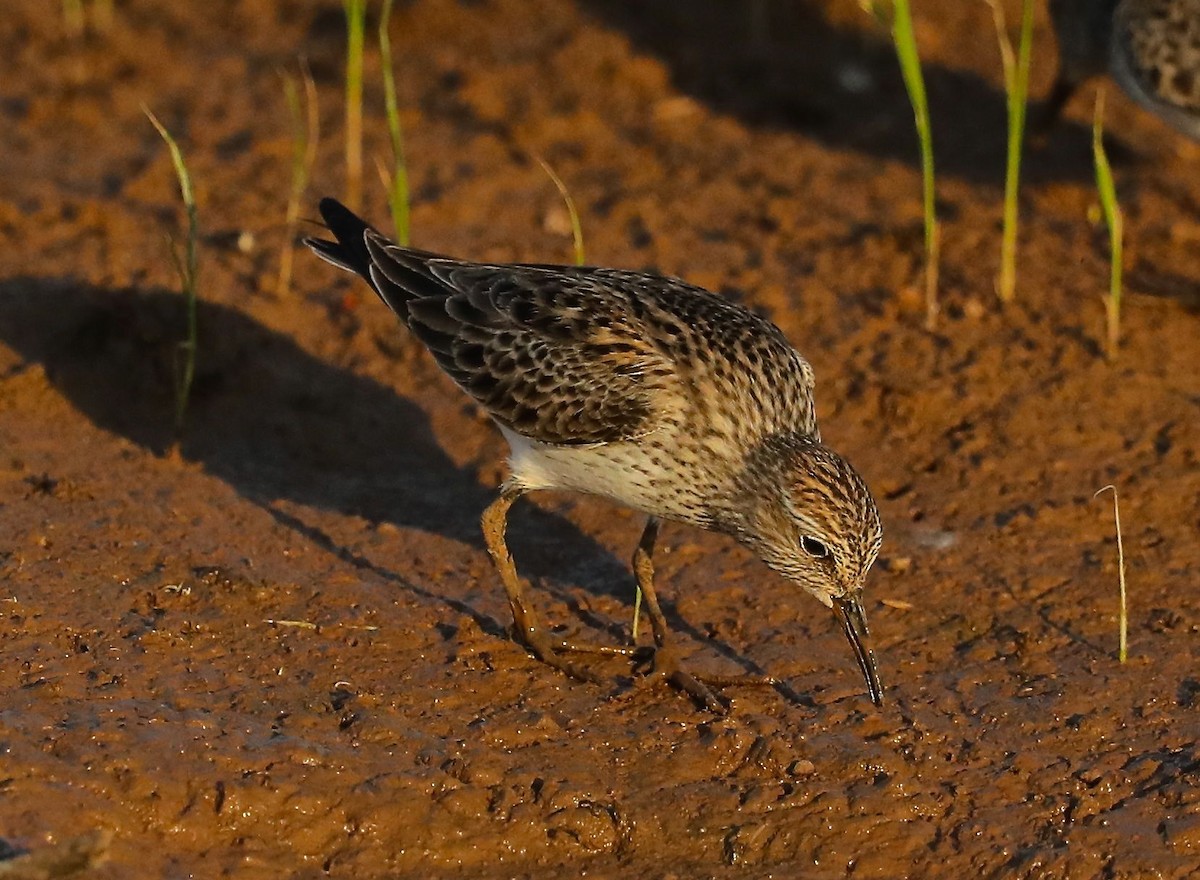 pygmésnipe - ML99542941