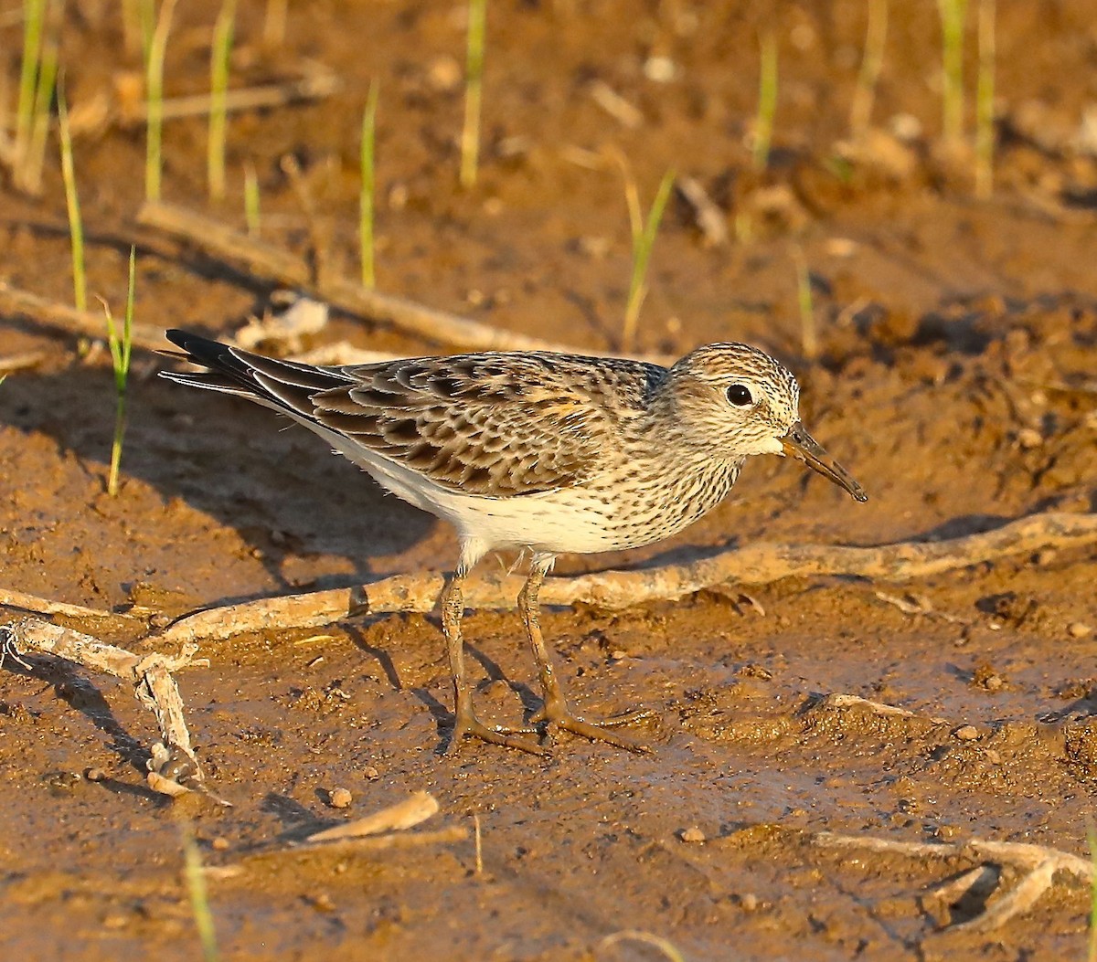 pygmésnipe - ML99542951