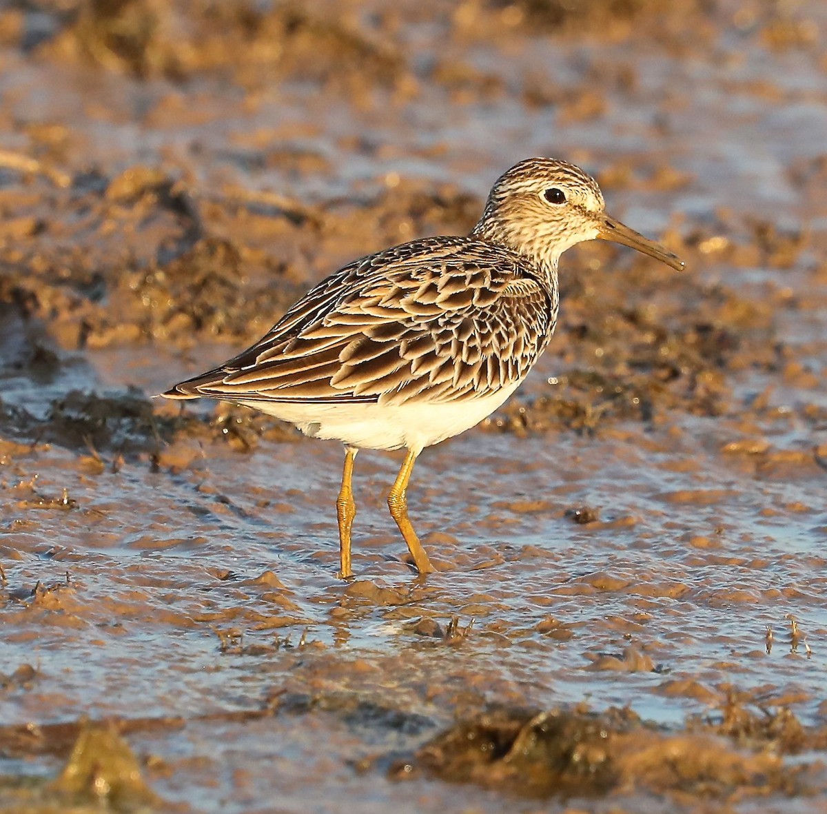 pygmésnipe - ML99542961