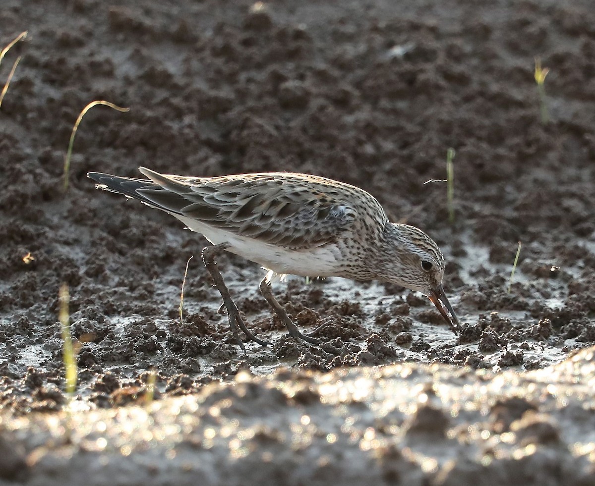 White-rumped Sandpiper - Charles Lyon