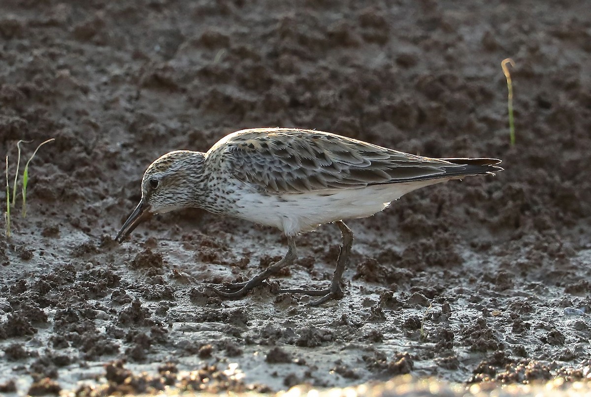 White-rumped Sandpiper - Charles Lyon