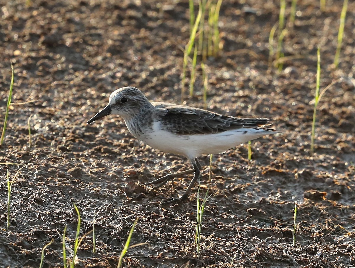 sandsnipe - ML99543151