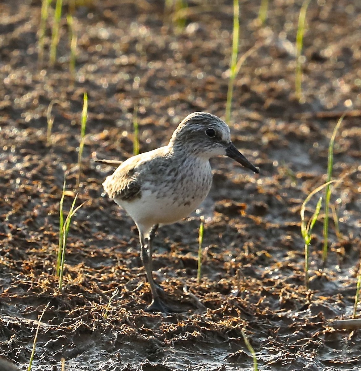 sandsnipe - ML99543171