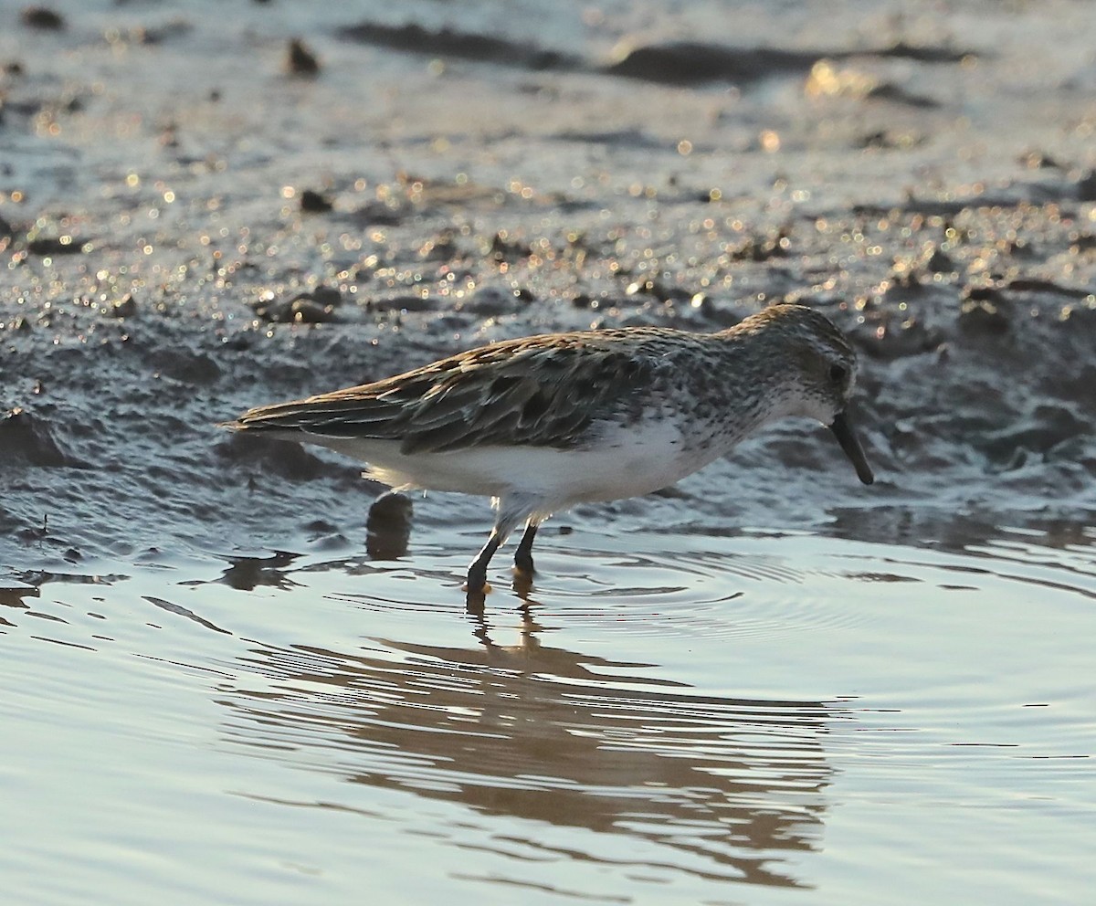 Semipalmated Sandpiper - Charles Lyon