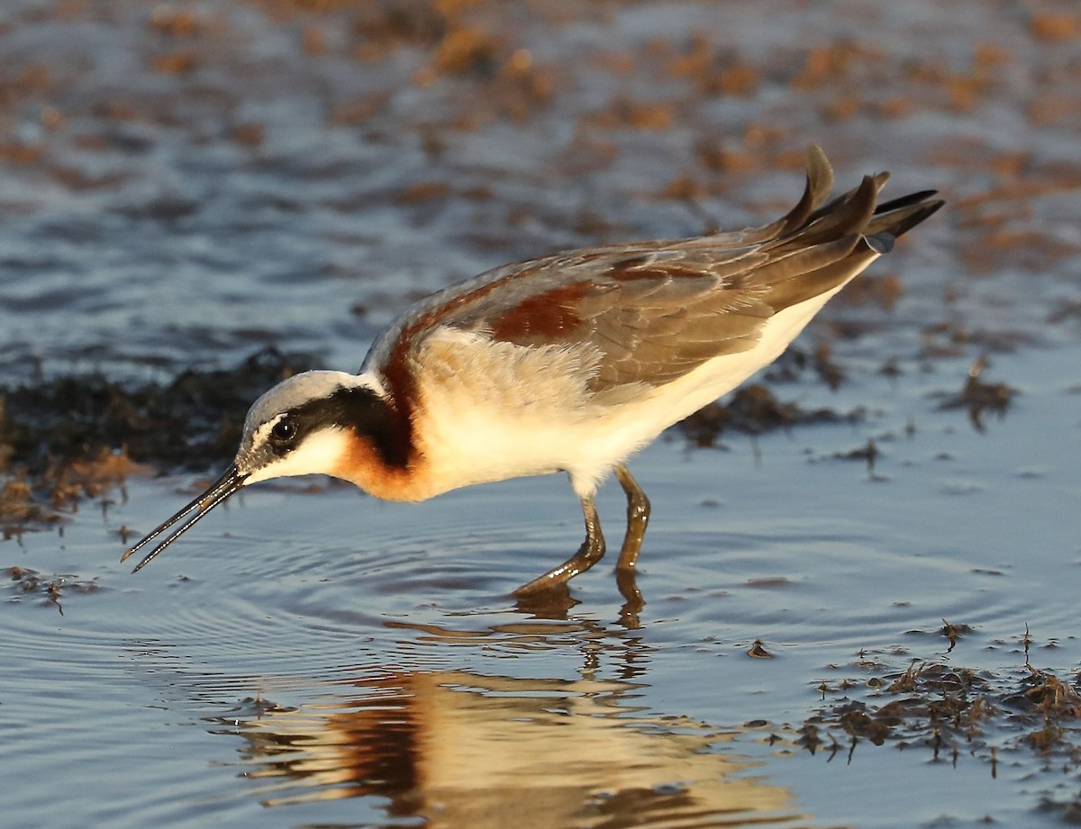 hvithalesvømmesnipe - ML99543211