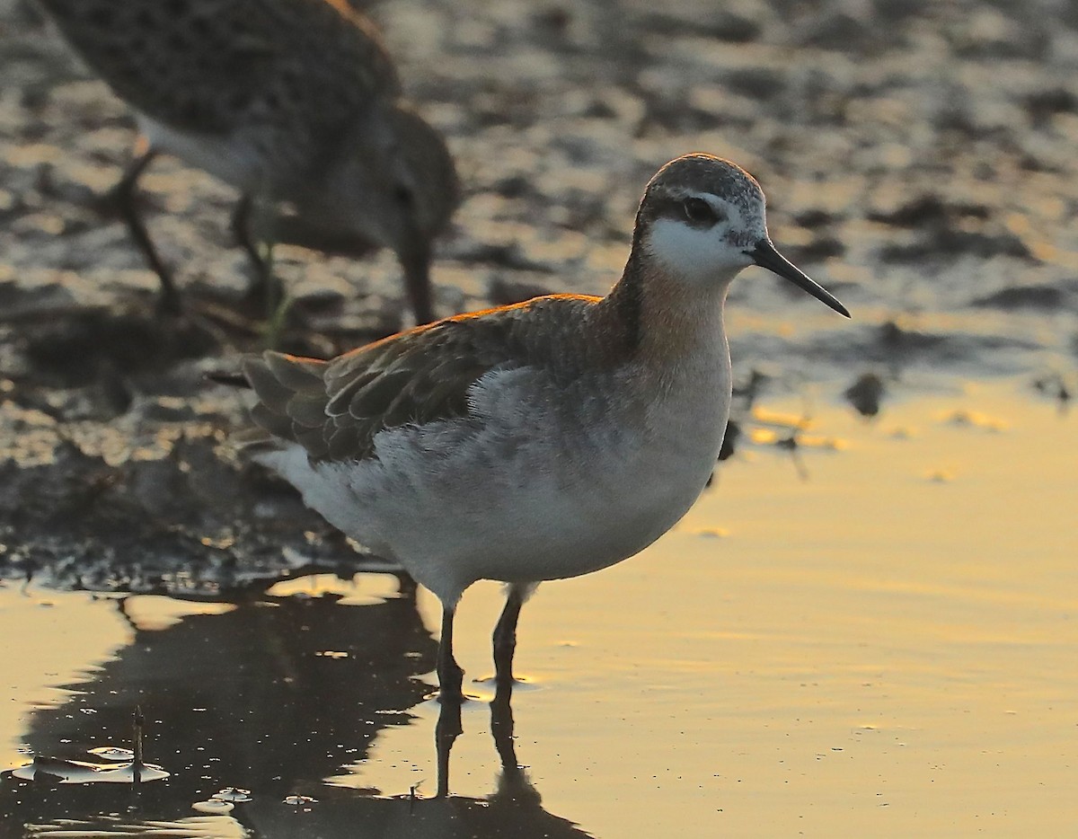 hvithalesvømmesnipe - ML99543241