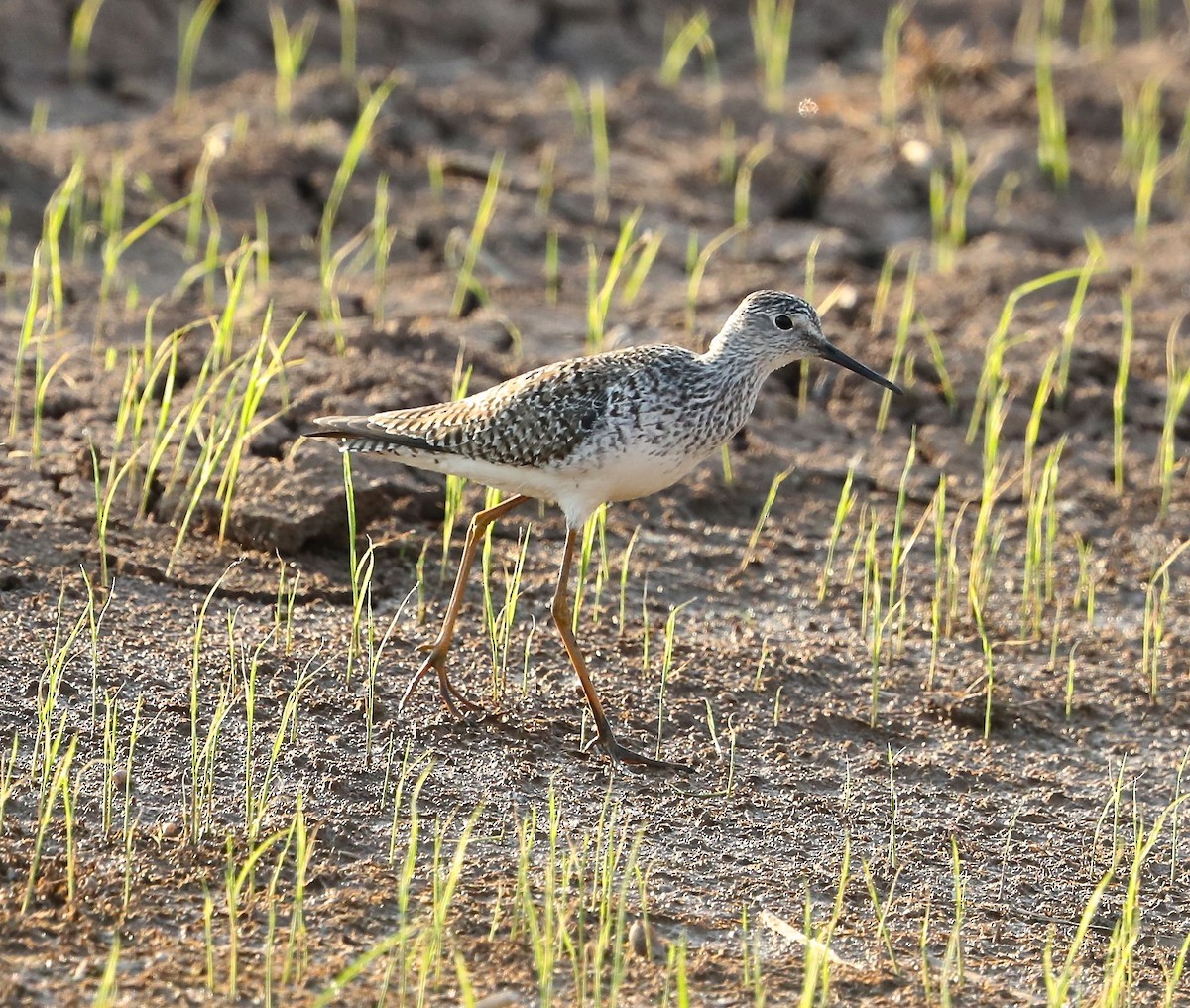 gulbeinsnipe - ML99543251