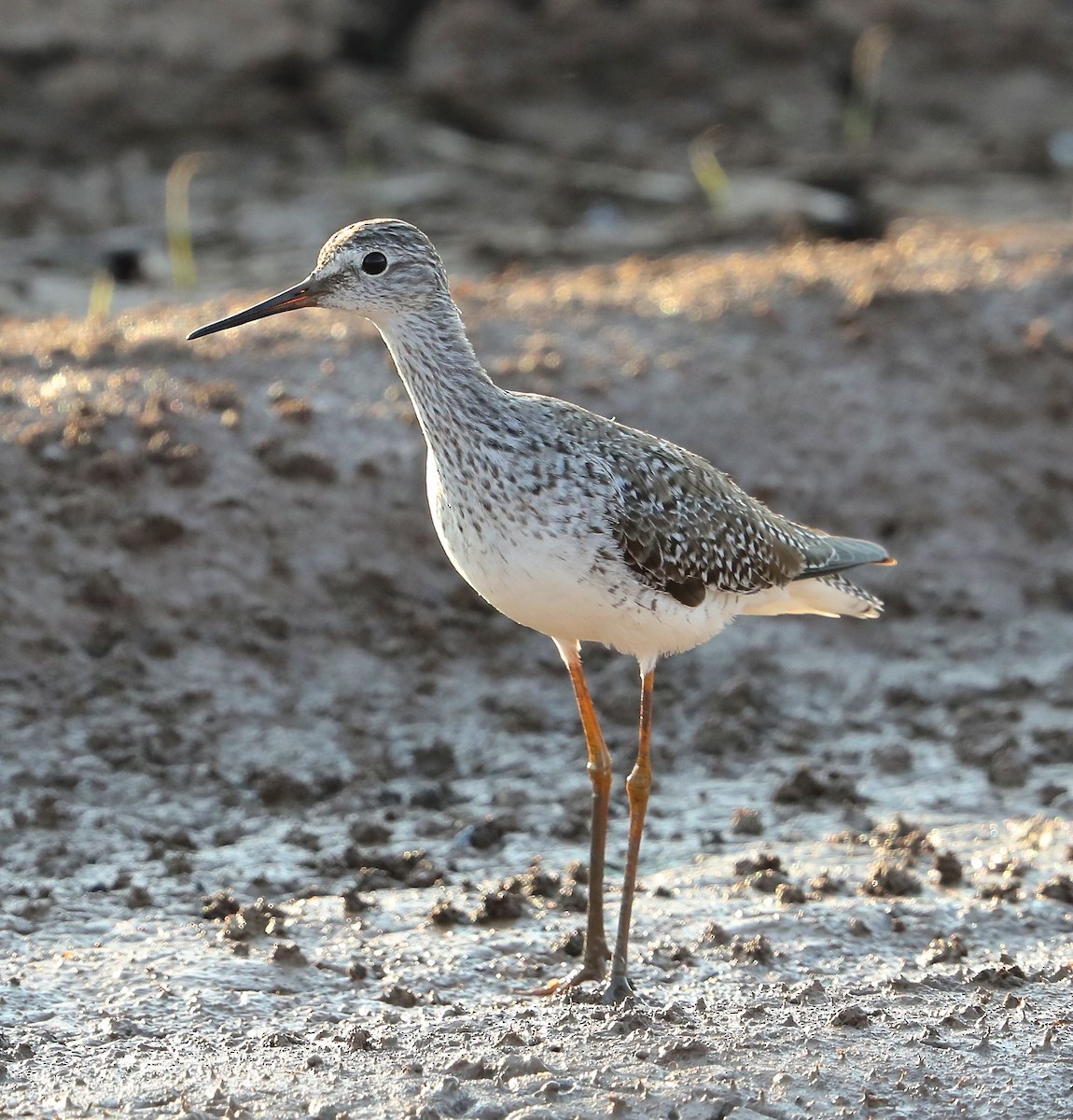 gulbeinsnipe - ML99543271