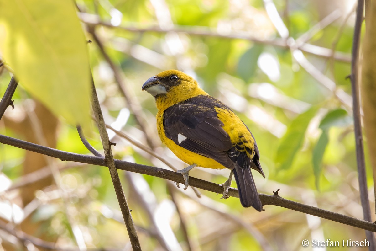 Black-thighed Grosbeak - Stefan Hirsch