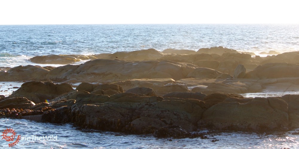 Sooty Oystercatcher - ML99546661