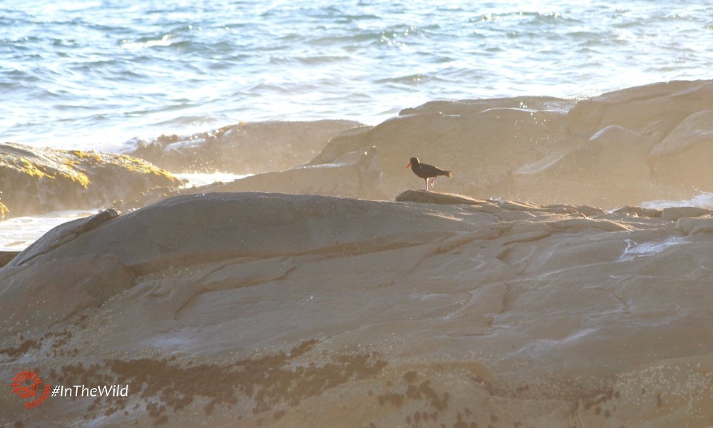 Sooty Oystercatcher - ML99546671