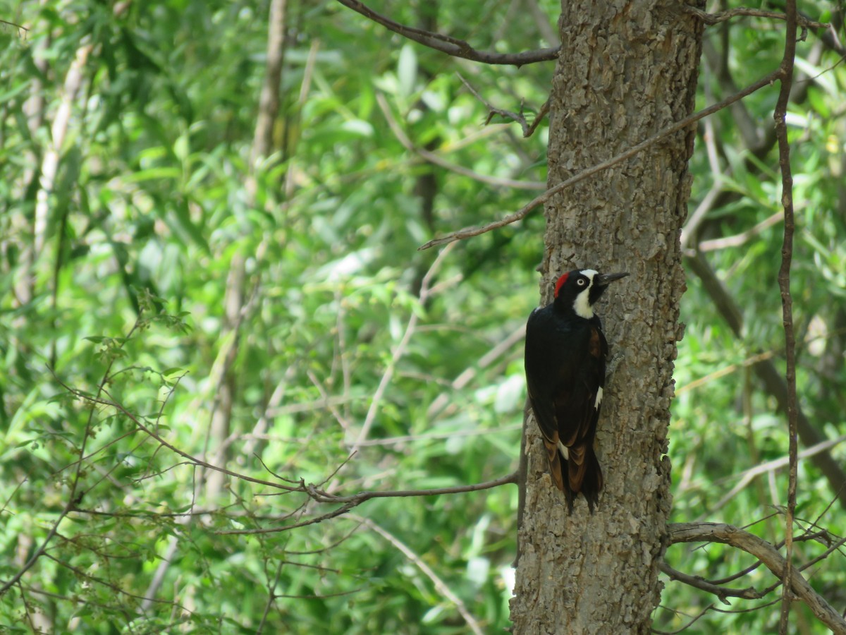 Acorn Woodpecker - Austin Jones