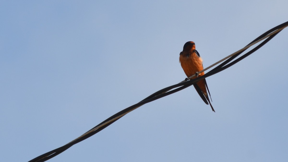 Barn Swallow - ML99548861