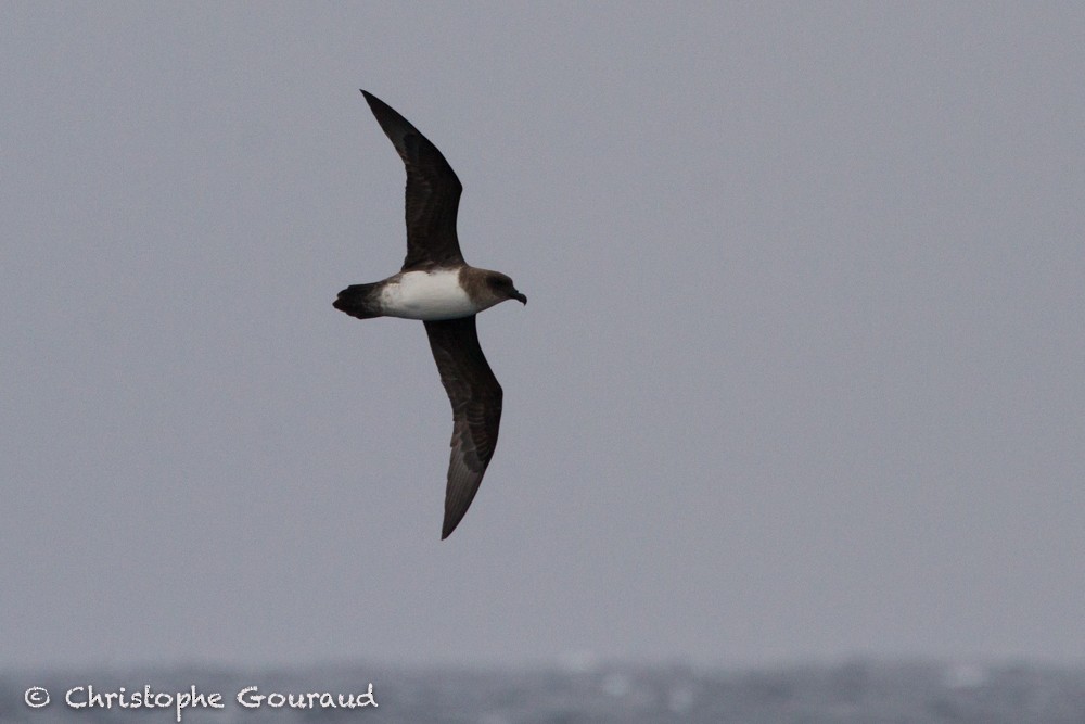 Atlantic Petrel - Christophe Gouraud