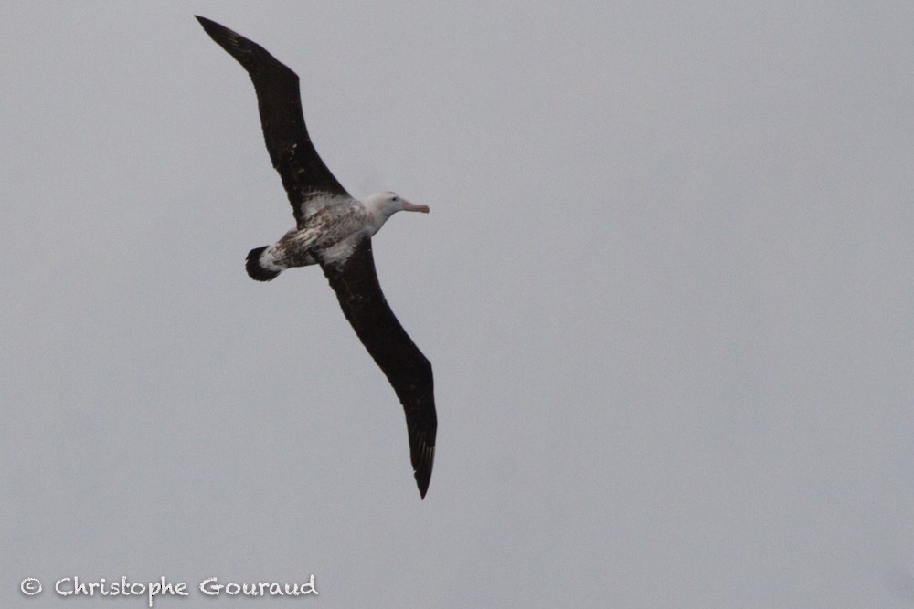 Albatros hurleur, A. de Tristan da Cunha ou A. des Antipodes - ML99549721