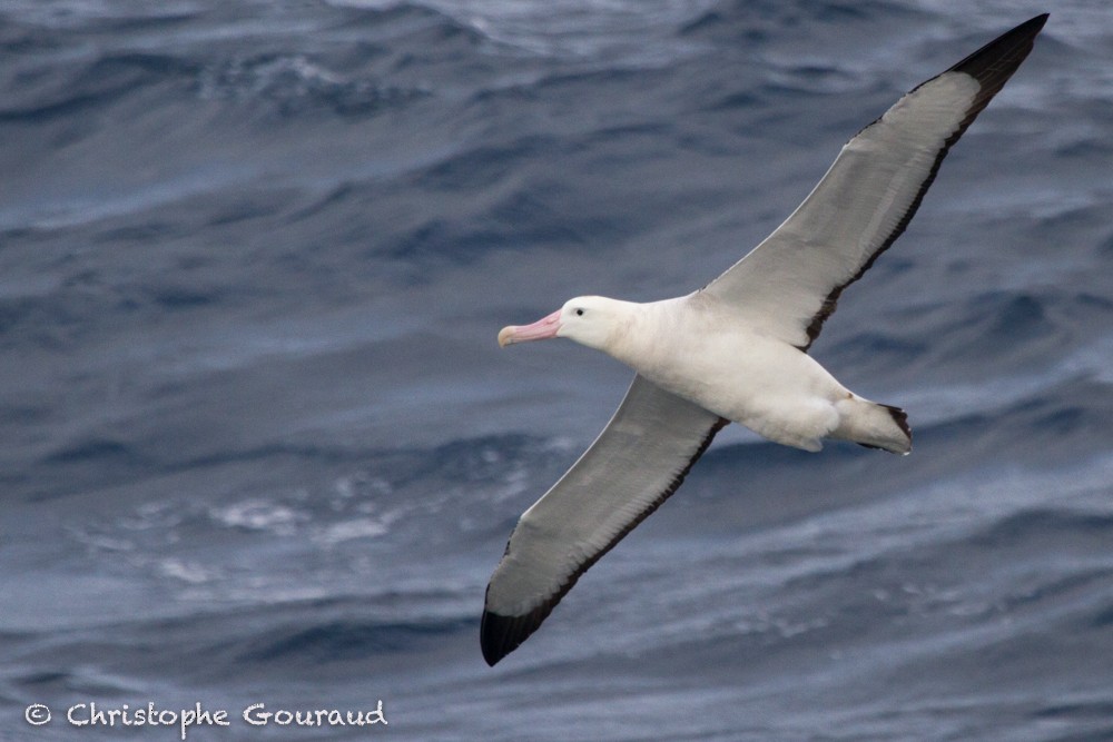 Albatros de Tristan da Cunha - ML99549731