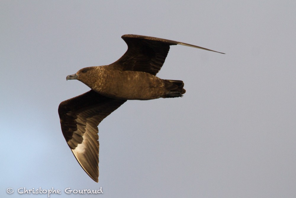 Brown Skua (Tristan) - Christophe Gouraud