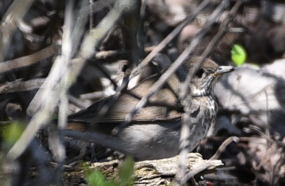 Gray-cheeked Thrush - ML99550211