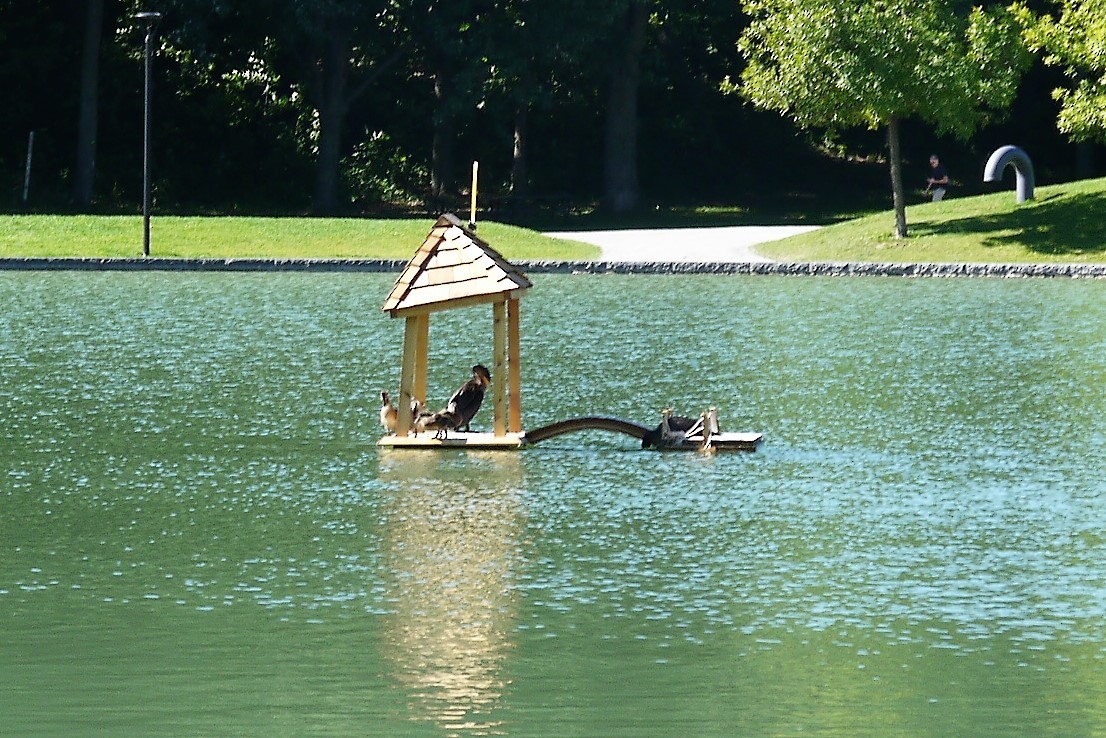 Double-crested Cormorant - ML99551231
