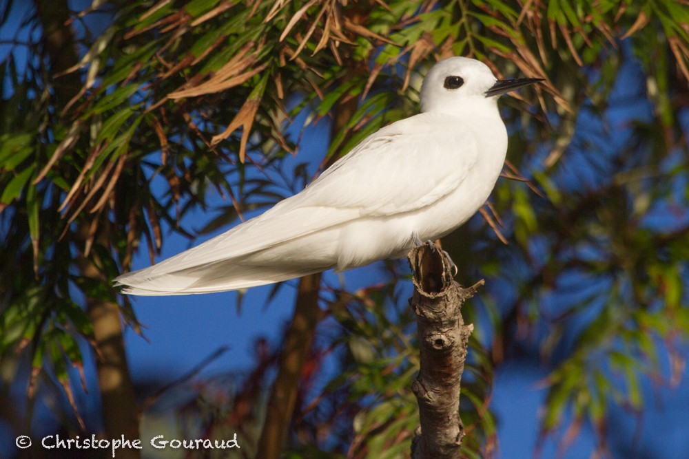 Gygis blanche (alba) - ML99552881