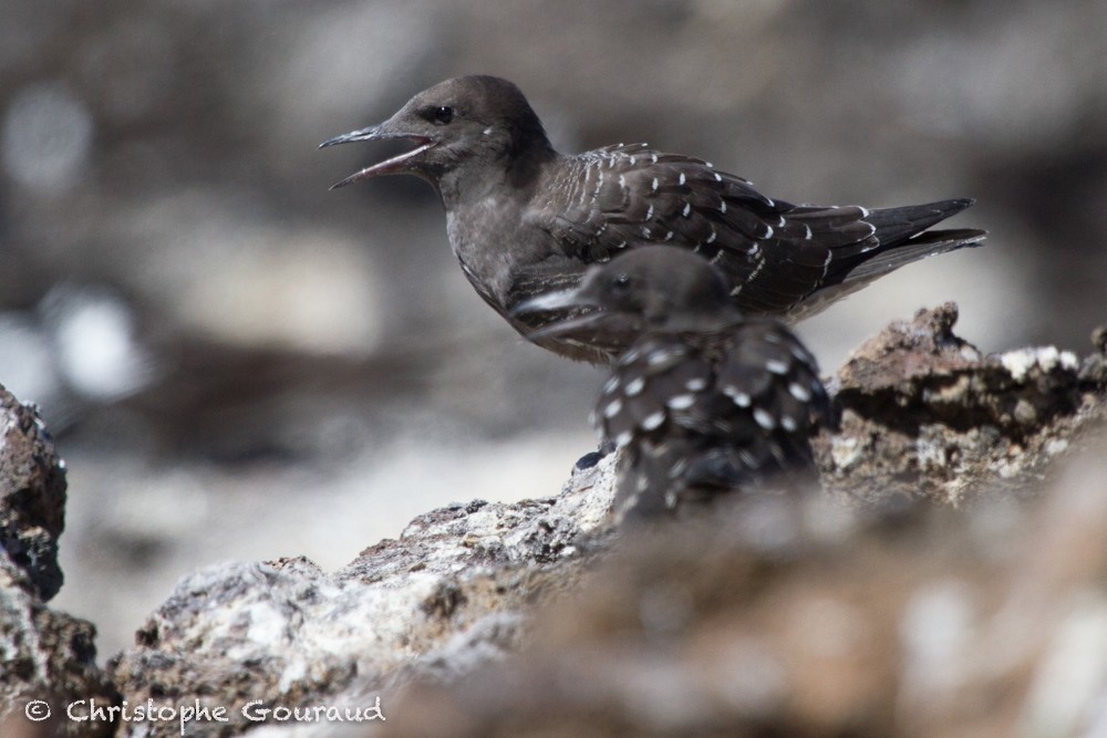 Sooty Tern - ML99553441