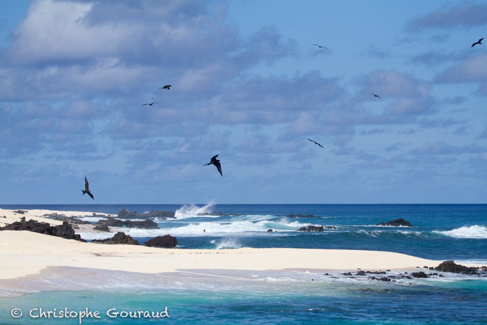 Ascension Frigatebird - Christophe Gouraud