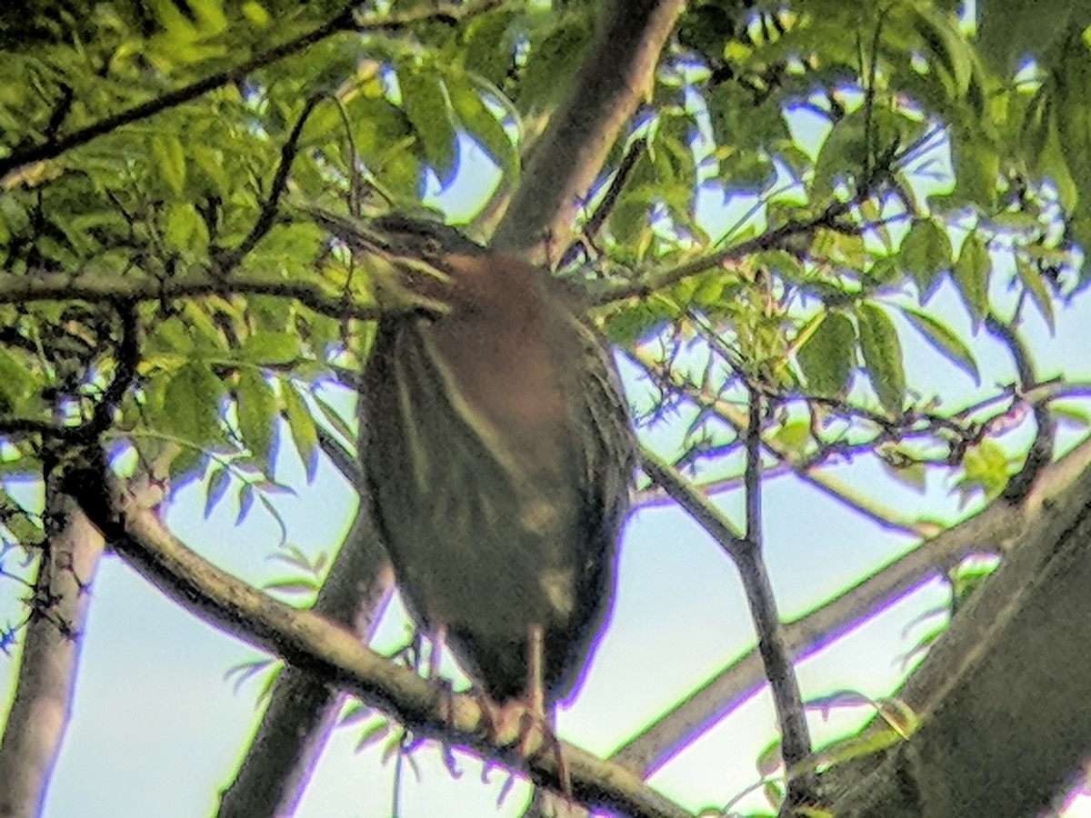 Green Heron - ML99553931