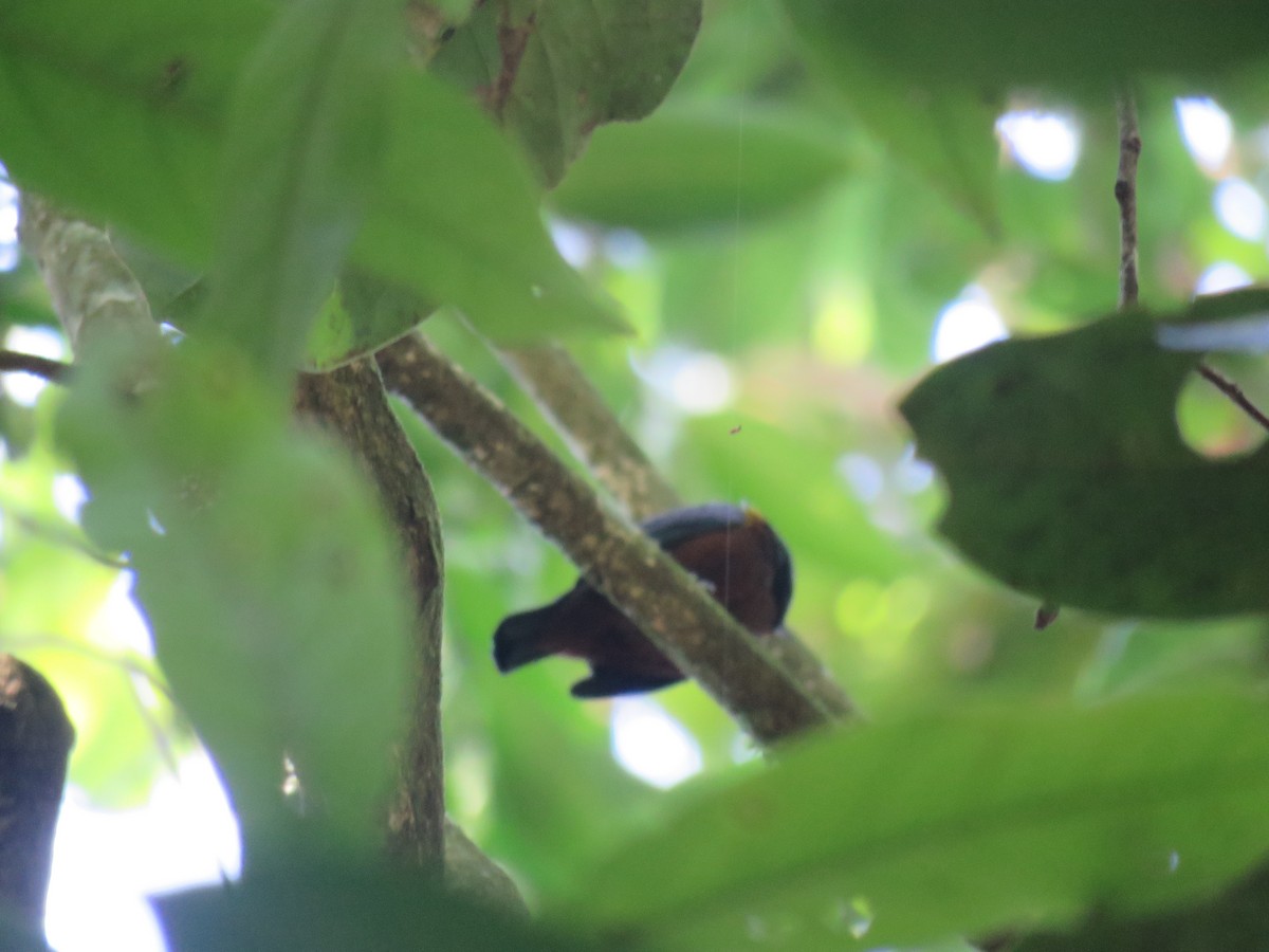 Chestnut-bellied Euphonia - ML99559301