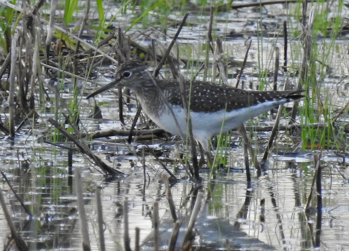 Solitary Sandpiper - ML99559391