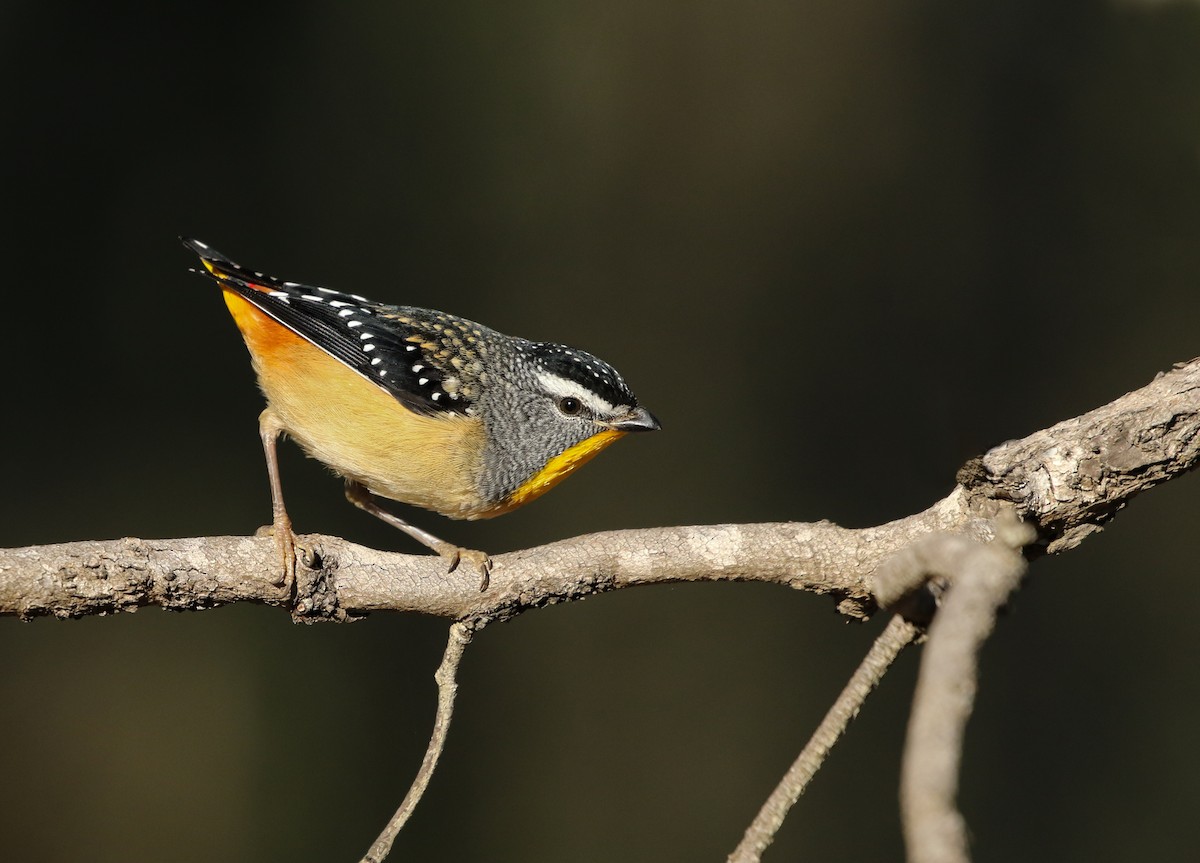 Spotted Pardalote - David Ongley